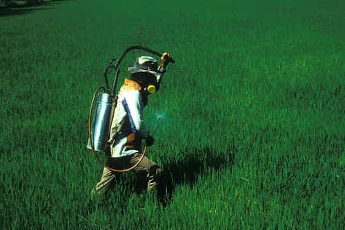 Ouvrier agricole pulvérisant des pesticides dans un champ de riz. Crédit : IRRI Images CC