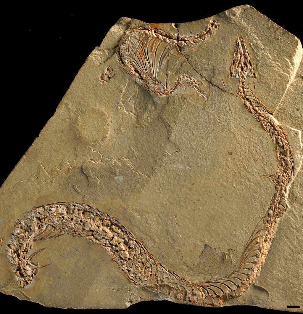 Le fossile de Eupodophis descouensi © A. Houssaye