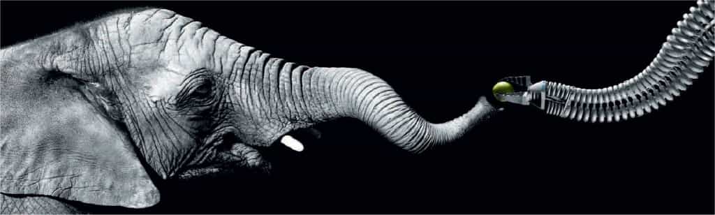 Le bras-robot de Festo est inspiré de la trompe d’éléphant. Mais son principe (des muscles à air comprimé) et ses performances (500 grammes soulevés) sont loin de la belle réussite des proboscidiens… © Festo