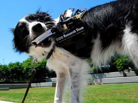 Trois chiens dressés dans l’assistance aux personnes et équipés de Fido n’ont mis que 15 minutes à comprendre comment utiliser le dispositif doté de quatre capteurs. En tirant, mordant, ou plus simplement en approchant sa truffe, l’animal déclenche un capteur adéquat à une situation pour transmettre un message à son maître. © Adil Dellawalla, Fido Research Team