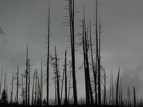 Une forêt morte, paysage sans doute commun à la transition Permien-Trias. © Brooklyn CC by-sa