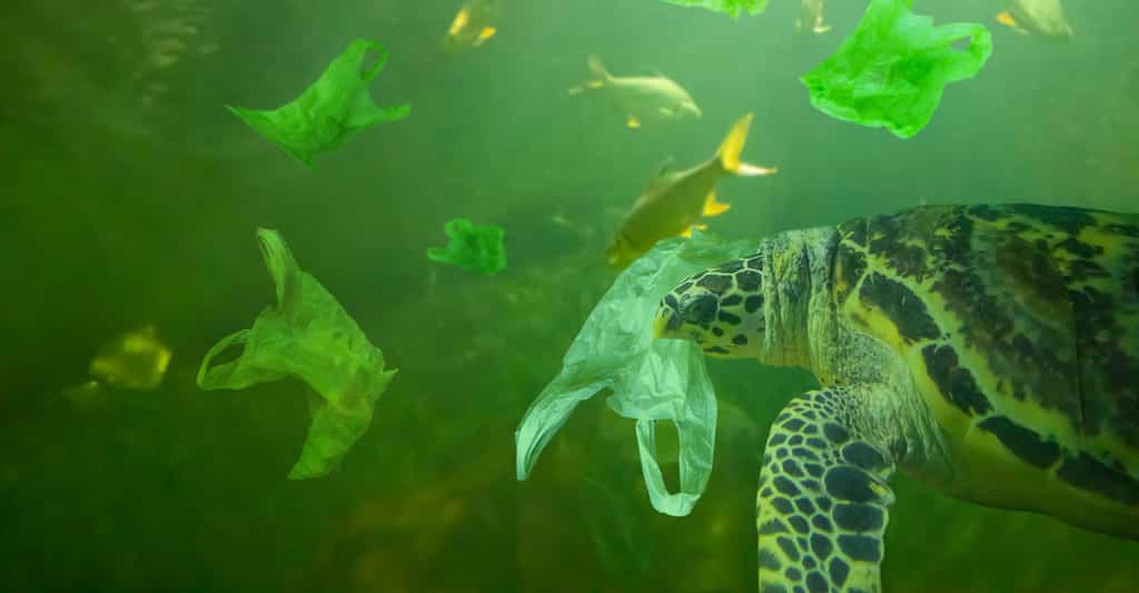 Les pays du G20 se sont engagés à réduire leurs déchets plastiques afin de diminuer la pollution plastique des milieux marins. © Piman Khrutmuang, Fotolia