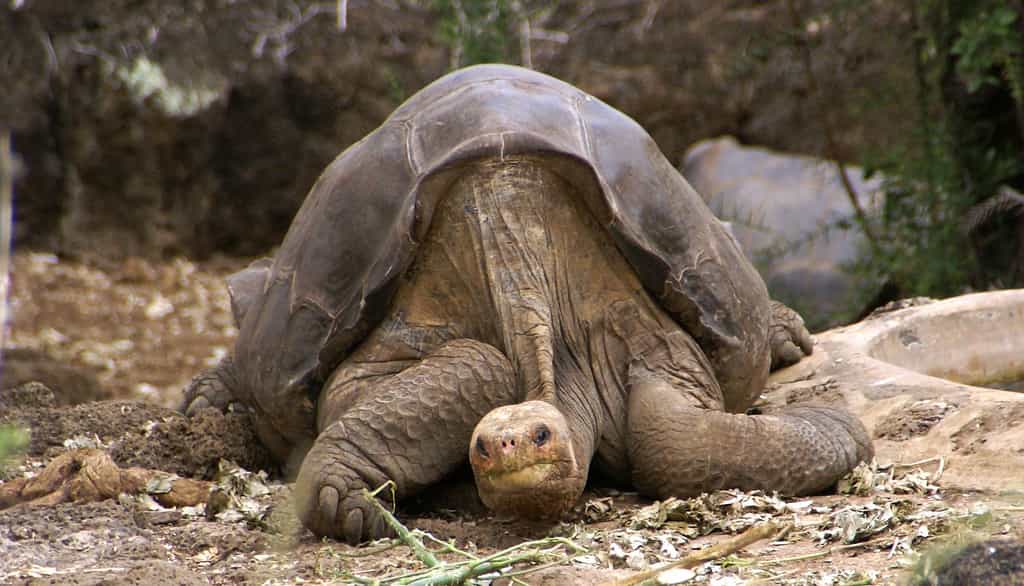 La tortue appartient à la même espèce que George, l’emblême des Galápagos décédé en 2012. © putneymark, Flickr