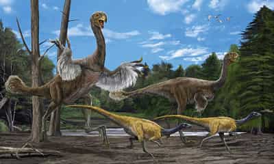 Le Gigantoraptor devait courir vite. Mais était-ce pour fuir les prédateurs ou pour chasser ? Comme les plumes dessinées ici, son mode de vie reste énigmatique. Crédit : Zhao Chuang and Xing Lida/IVPP