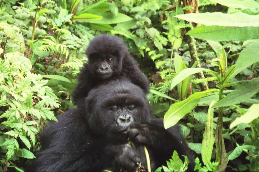 Le gorille de montagne Gorilla beringei beringei est la deuxième sous-espèce des gorilles de l'est. Ils vivent également en République démocratique du Congo, et figurent sur l'annexe I de la Cites. Il s’agit de la liste des espèces animales et végétales couvertes par la Cites dont la survie est compromise. © MrFlip, cc by sa 2.0, Flickr