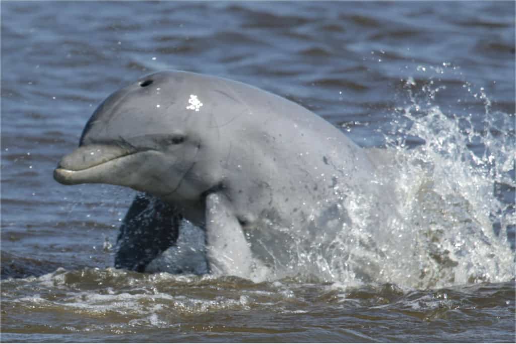 Le Grand dauphin est une sentinelle écologique. Son état de santé est révélateur de celui des écosystèmes marins mais aussi des populations côtières. © Brian Balmer / Sarasota Dolphin Research Program