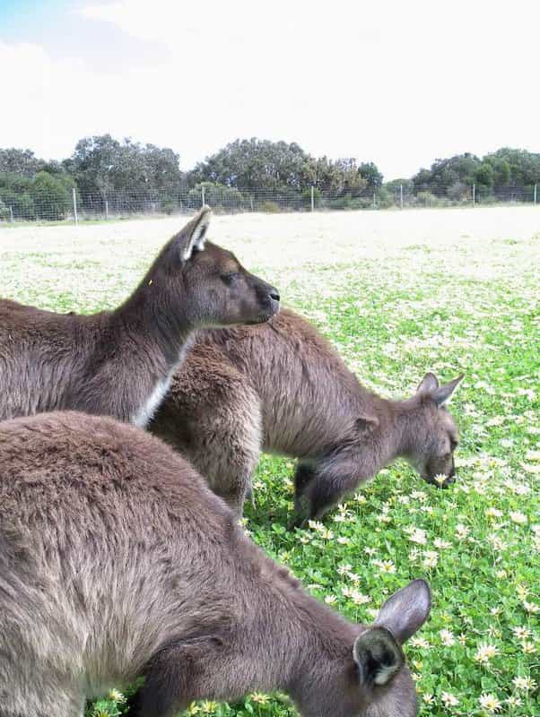 Si, pour certaines plantes, la tonte liée à la présence d'herbivores peut être un stimulateur de croissance, il n'est pas dit que les marguerites de ce champ soient ravies de la présence de ces kangourous... © Alan Wolf, CC by-nc-sa 2.0