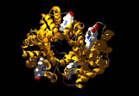 Une protéine essentielle : l’hémoglobine. Cette énorme structure fixe d’un côté l’oxygène et le dioxyde de carbone de l’autre. Comme toutes les protéines, sa forme est déterminante pour sa fonction. Crédit : Swiss-Prot