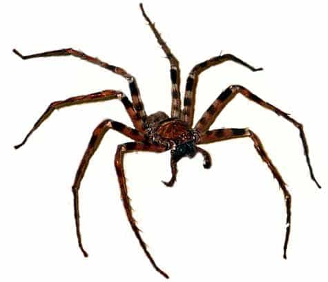 Heteropoda maxima, à présent la plus grande araignée du monde. Crédit WWF