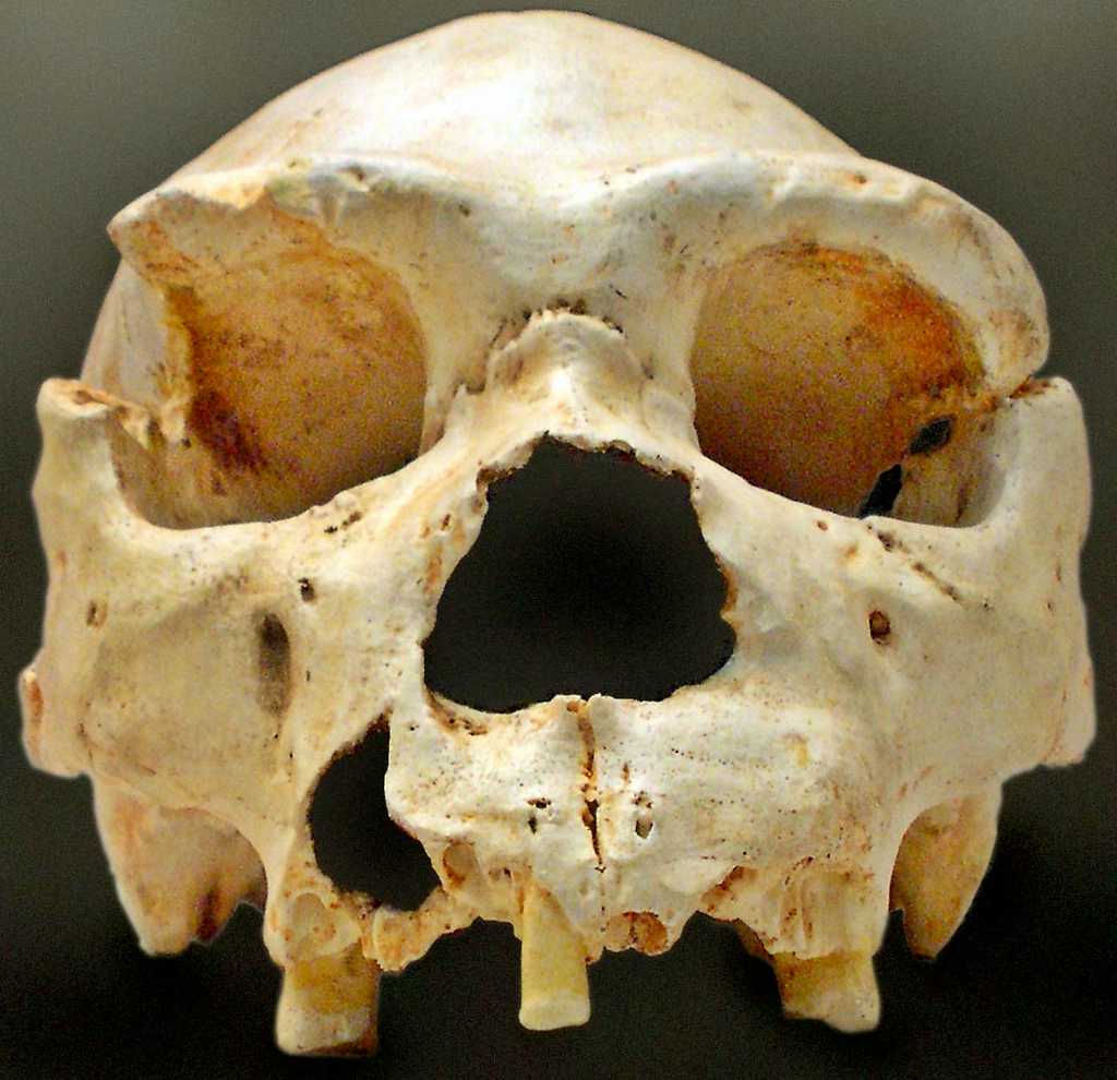 Un crâne d'Homo heidelbergensis. © Wikipedia, José-Manuel Benito