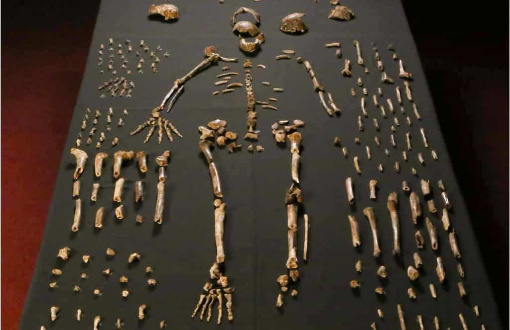 Plusieurs des fragments d'os ayant appartenu à des membres de l'espèce Homo naledi sont présents sur cette photo. © Lee Roger Berger, Wikipédia, CC by-sa 4.0