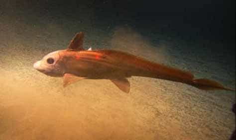 Hydrolagus sp. (chimère), une espèce abyssale bientôt protégée. Source Commons