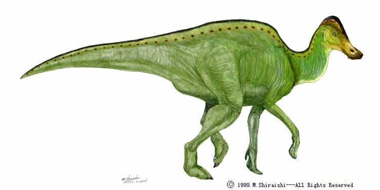Une représentation d'Hypacrosaure