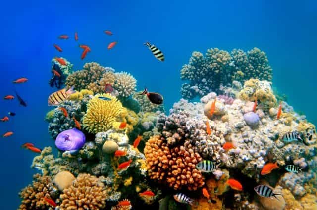 Le 12th International Coral Reef Symposium se tient du 9 au 13 juillet 2012 à Cairns en Australie. Ce symposium de grande ampleur, avec 2.600 participants et plus de 1.500 communications présentées, se déroule tous les 4 ans. L'un des objectifs de cet événement est de faciliter le dialogue entre les chercheurs, les gestionnaires de récifs et les autorités. © Vlad61/shutterstock.com