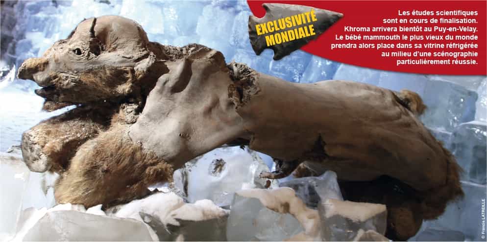 Khroma, le bébé mammouth, est exposé jusqu'au 15 novembre au musée Crozatier du Puy-en-Velay dans le cadre de l'exposition Mammouths et Compagnie. © Musée Crozatier