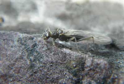L'insecte Lednia tumana disparaîtra certainement en même temps que les glaciers. © Joe Giersch, USGS
