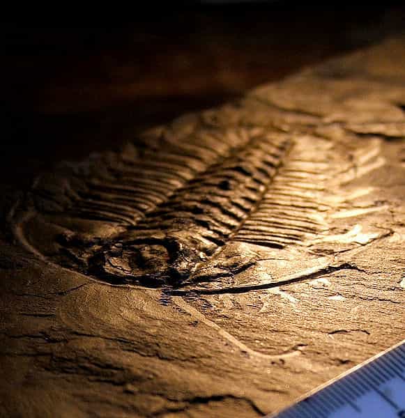 Trilobite trouvé dans les schistes de Burgess. Cette classe disparue d'arthropode serait apparue lors de l'explosion cambrienne. © Smith609, Wikimedia common, CC by-2.5