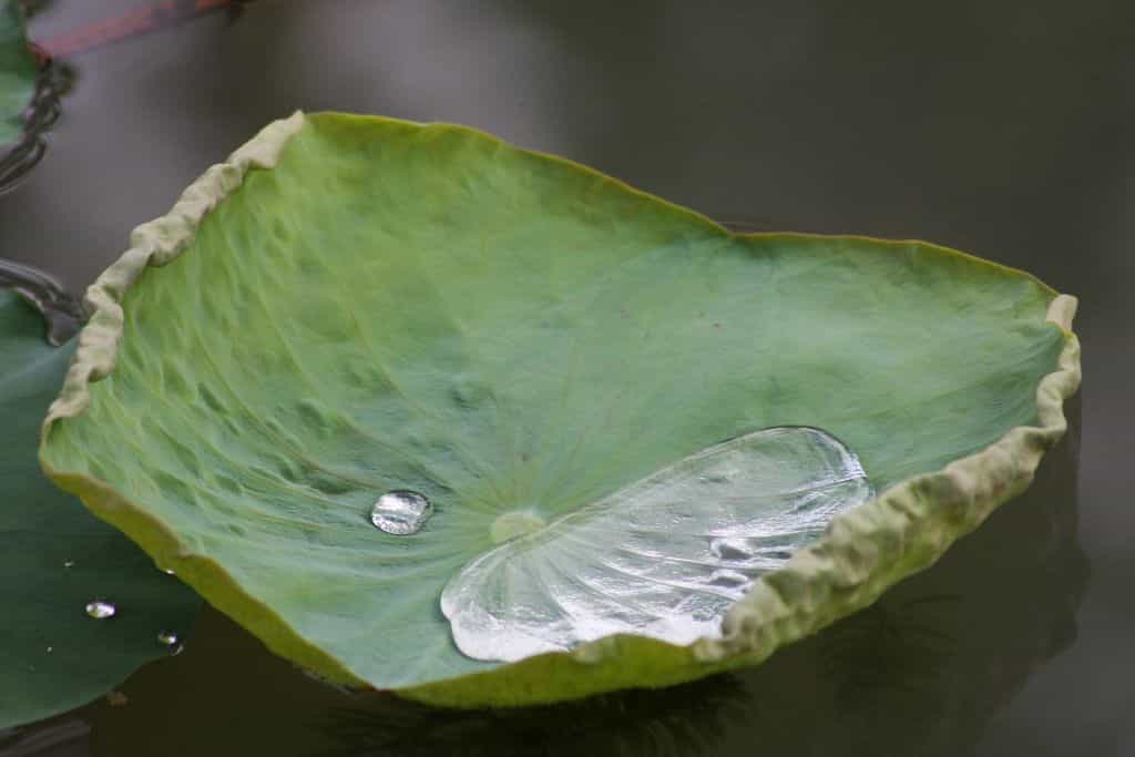 La feuille de lotus est superhydrophobe. Les chercheurs ont voulu créer des surfaces qui repoussent à la fois l’eau et les huiles. © Thomas Brown, Flickr, cc by sa 2.0