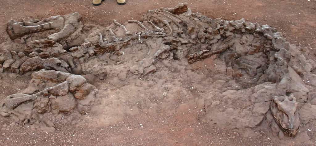 Les restes fossilisés vieux de 195 millions d'années d'un Lufengosaurus découvert dans la province du Yunnan en Chine. © Robert Reisz
