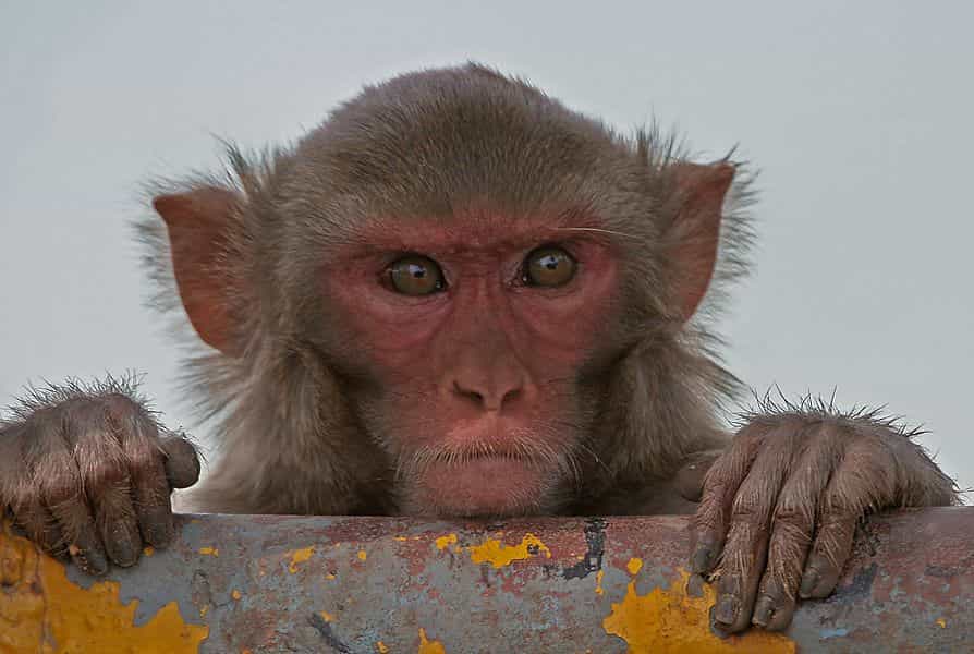 Le macaque rhésus, primate de près de 70 cm, vit en groupes parfois très grands, dans une large partie de l'Asie. L'organisation sociale est complexe et de type matrilinéaire : le rang d'un individu dépend fortement de celui de sa mère. © J. M.Garg, cc by sa 3.0