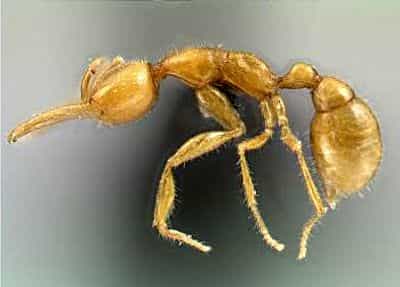 Photographie du seul exemplaire capturé à ce jour de Martialis heureka. Crédit Université du Texas (Austin)