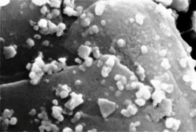 Une vue au microscope électronique d'une population de Metallosphaera sedula. Ces archées tirent leur énergie de l'oxyde d'uranium. ©Yukari Maezato, Paul Blum, University of Nebraska-Lincoln