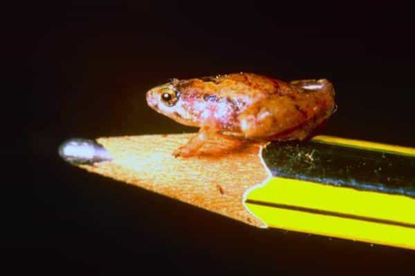 La petite grenouille Microhyla nepenthicola, qui vit dans les forêts humides de Bornéo, mesure à peine plus d'un centimètre de longueur. © Indraneil Das/Institute of Biodiversity and Environmental Conservation