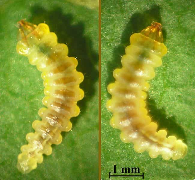 Le dernier stade larvaire (5) de la mineuse du marronnier. La chenille atteint alors 5 mm. Elle allonge les mines dans lesquelles elle va tisser le cocon où elle effectuera sa métamorphose. © Beentree, Wikipédia, CC by-sa 3.0