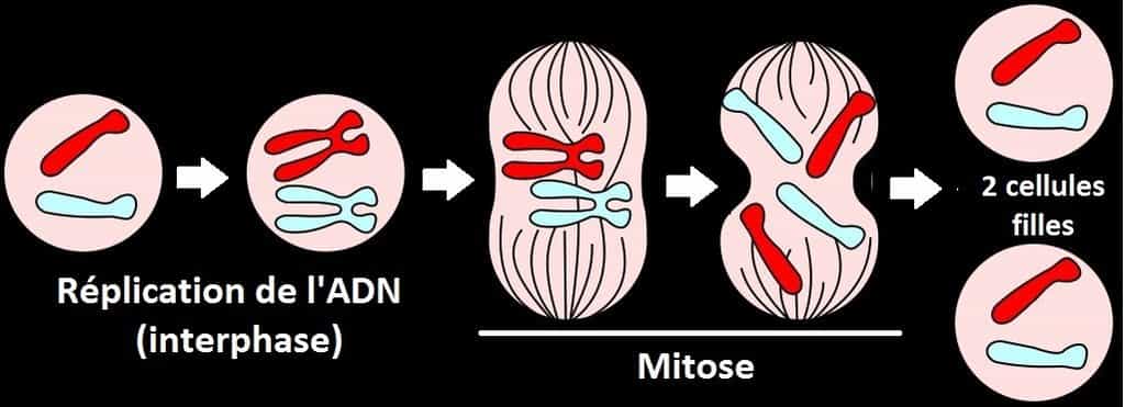 La division cellulaire se déroule en plusieurs étapes. L'ADN se duplique durant l'interphase (à gauche) puis débute la mitose, la séquence qui concerne les chromosomes. La membrane du noyau disparaît alors (sauf chez certains protozoaires). Les deux jeux de chromosomes se séparent et migrent dans deux directions opposées, pour s'installer dans les deux cellules filles. © Mysid, Wikipédia, DP
