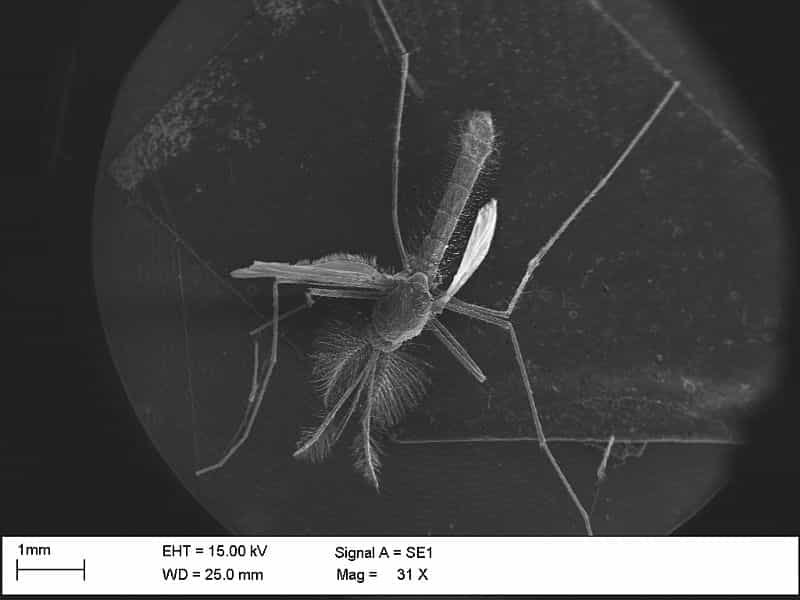 Ce moustique est entré mort dans le microscope électronique à balayage pour être scruté sous toutes ses coutures. Son destin aurait été tout autre s'il avait pu profiter d'une nanocombinaison identique à celle qui se forme chez les larves de drosophile soumises à un flux d'électrons. © Ocimin, Wikimedia Common, DP