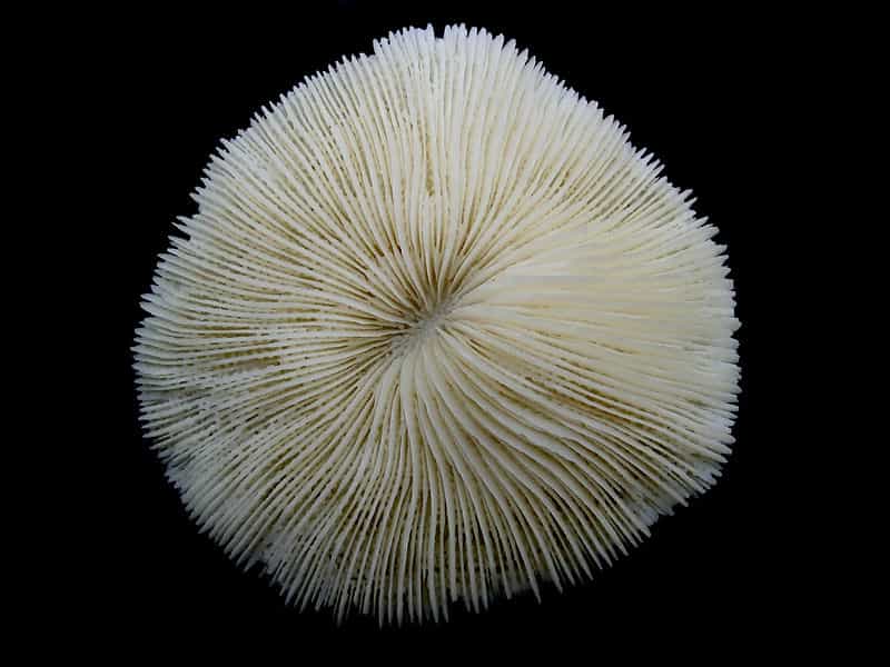 Un corail champignon du genre Fungia. © Zander (Digon3) CC by-sa