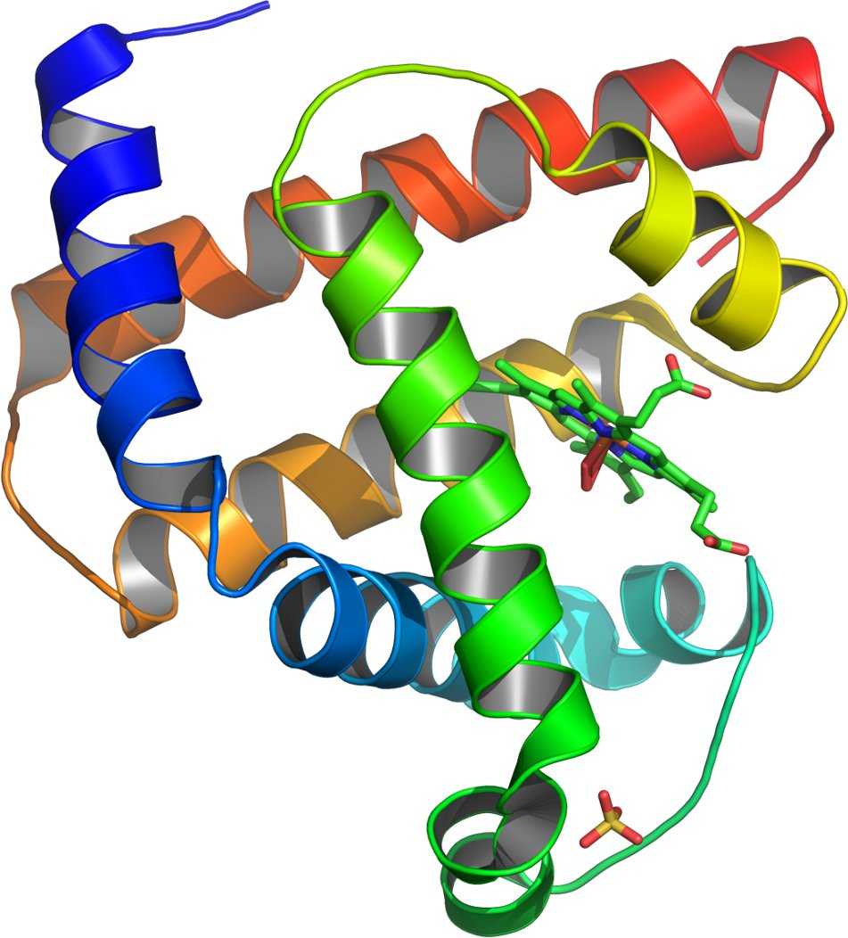 Pour être fonctionnelle, une protéine doit avoir une structure tridimensionnelle bien précise. Par exemple, la myoglobine représentée ici en 3D, est chargée de transporter l'oxygène dans le muscle, comme l'hémoglobine le fait dans le sang. Si elle est déformée, elle ne peut plus accueillir l'oxygène et les conséquences se font rapidement sentir. © Asa Thot, DP