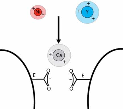 Les ions nickel (Ni) et yttrium (Y) sont capables de bloquer des canaux ioniques qui les confondent avec des ions calcium (Ca). Crédit : Lorin Jakubek / Brown University