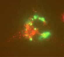 Les capteurs à nanotubes de carbone émettent une lumière dans le proche infrarouge (ici en vert) depuis l'intérieur de fibroblastes de souris (en rouge) © Dan Heller / MIT