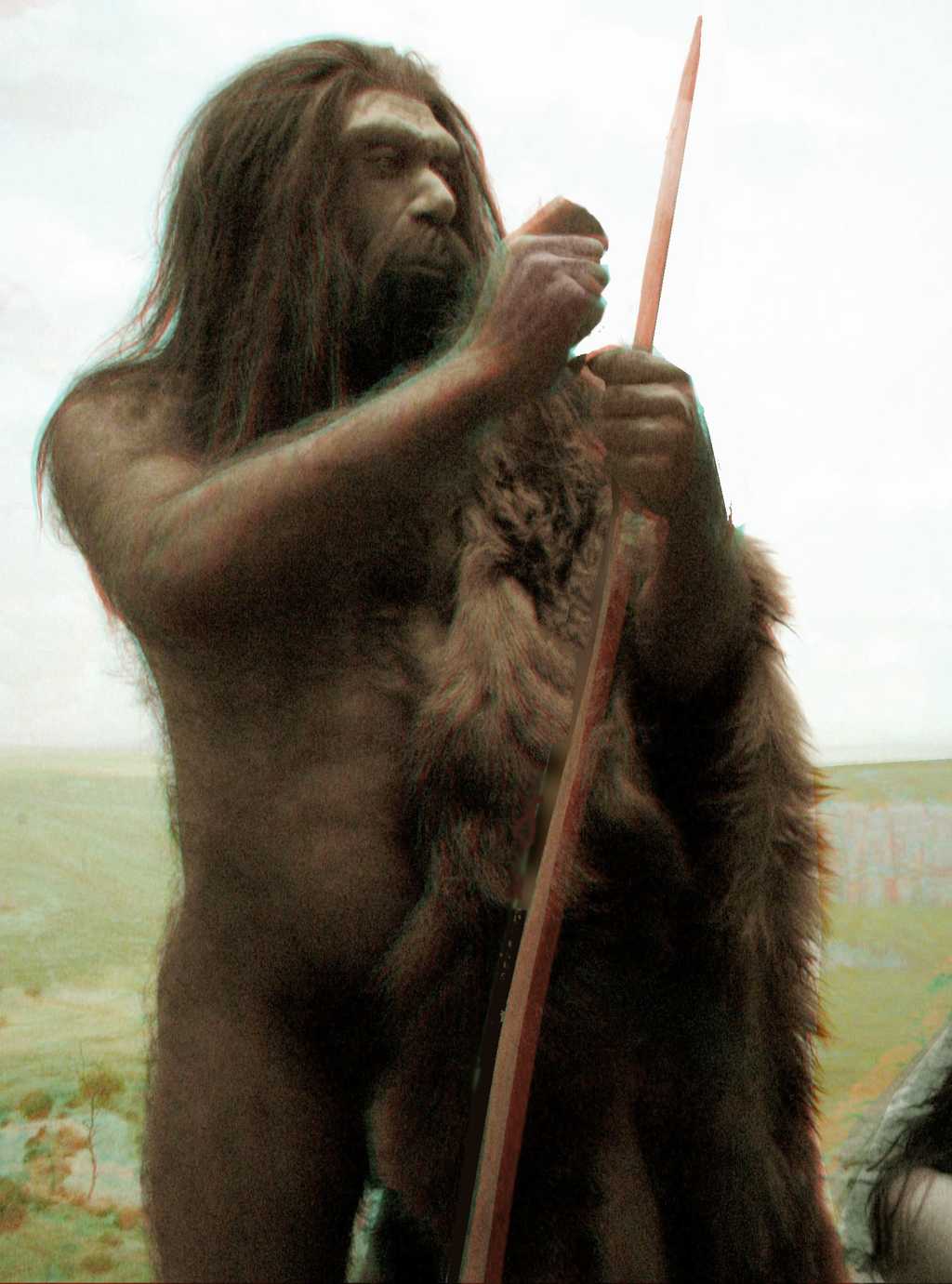 Une reconstitution de l'aspect probable de Homo neanderthalensis. Crédit : American Museum of Natural History