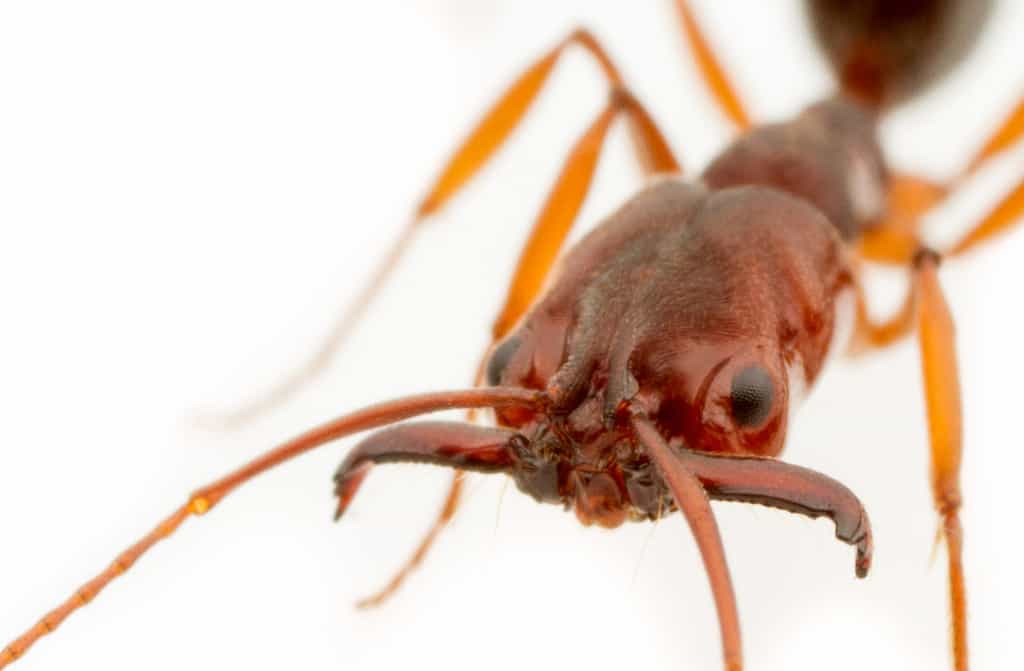 Leurs extraordinaires mandibules permettent aux fourmis Odontomachus de se propulser dans les airs et d'effectuer un saut en arrière pour échapper à leurs prédateurs. © Magdalena Sorger

