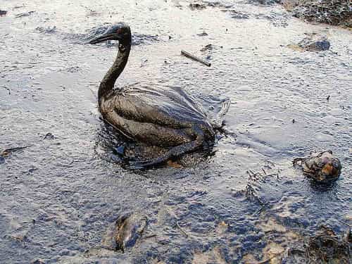Les oiseaux mazoutés après une marée noire, comme ici en Crimée, sont recueillis par des associations mais tous ne peuvent pas être nettoyés et sauvés. © Igor Golubenkov/Saving Taman/Marinephotobank,&nbsp;CC by 2.0