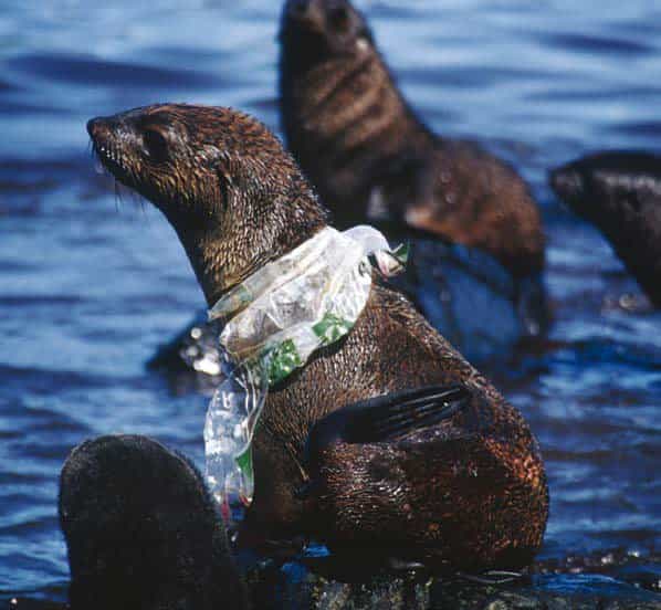 Ce phoque s'est trouvé un collier original mais qui va le handicaper pendant la chasse aux poissons. Ces mammifères sont des victimes régulières des filets de pêche perdus. Moins dangereuse, cette parure de plastique finira par se déchirer et se détacher. Mais elle se transformera en minuscules particules qui pourront être ingérées par de multiples organismes. © British Antartic Survey