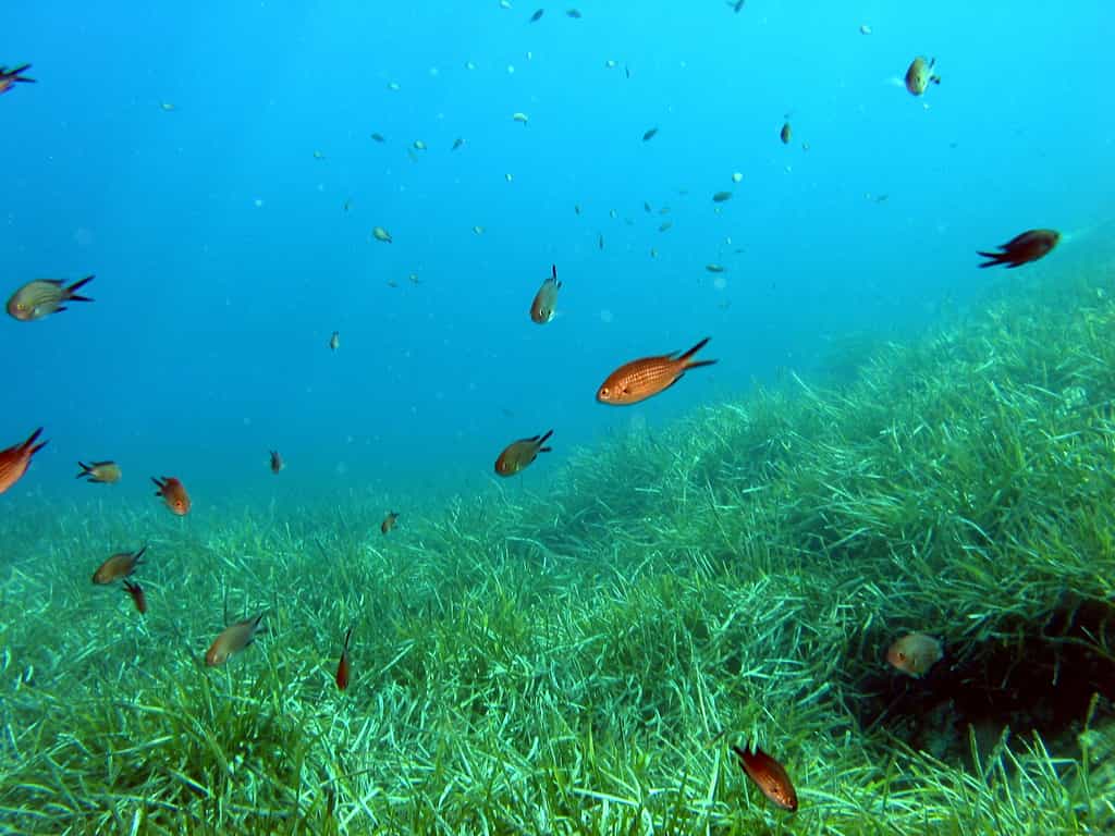 La posidonie est un plante aquatique à fleurs. L'espèce protégée Posidonia oceanica est endémique à la Méditerranée. © Ifremer