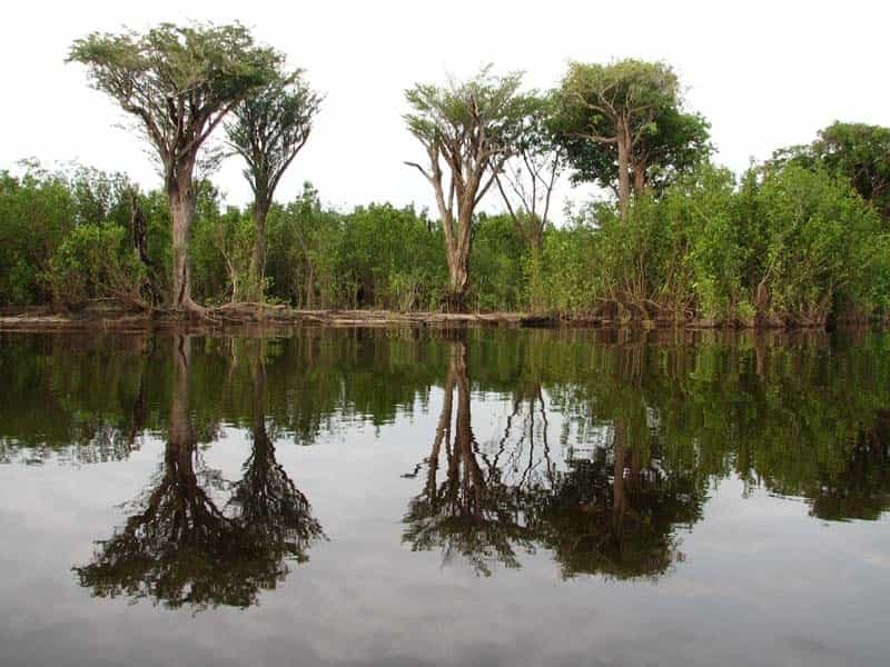 Le parc national de Jaú au Brésil représente le plus grand domaine de forêt tropicale protégée d'Amérique du Sud. D'une superficie d'environ 23.000 km2, c'est l'une des régions les plus riches de la planète sur le plan de la biodiversité. © Kellyresende, fotopedia, cc by sa 3.0 
