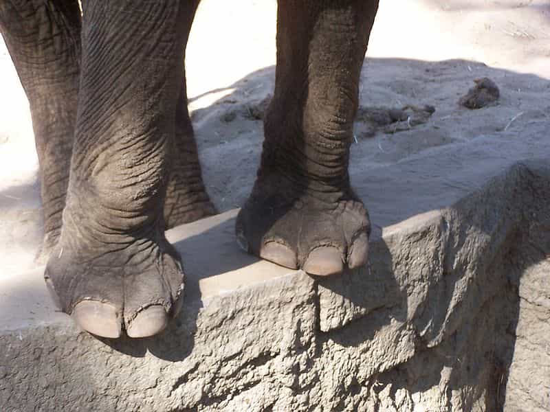 Ces pattes d'éléphant cachent une morphologie complexe se caractérisant, par exemple, par la présence d'un sixième doigt opposé aux autres et dérivé d'un os sésamoïde. © William Scot, Wikipedia