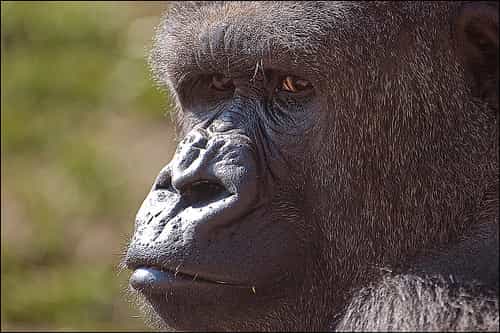 En 2008, 125.000 gorilles étaient découverts à la surprise générale dans le bassin du Congo. © Etrusia uk CC by-nc-sa