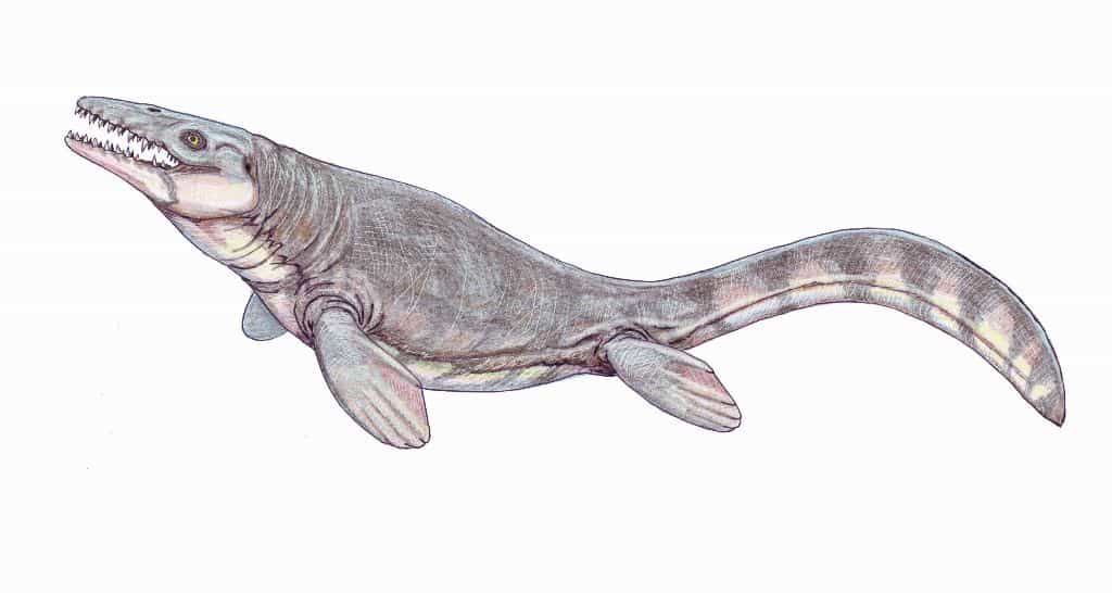 Une reconstitution possible d'un mosasaure de l'espèce Prognathodon waiparensis. © Wikipédia-Dmitry Bogdanov