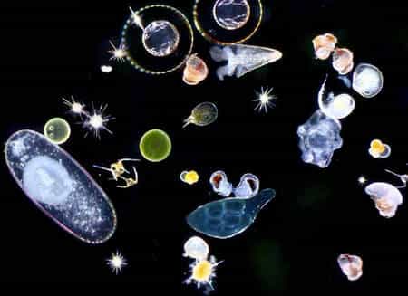 Plancton, l'alchimie des océans. © C. Sardet/CNRS
