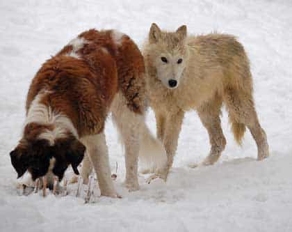 Le chien ne fait aucune discrimination : il reconnaît de la même manière les visages de&nbsp;toutes les races de chien sur des photos. Il les distingue des visages d'autres animaux, y compris l'Homme.&nbsp;©&nbsp;Wild&nbsp;Spirit Wold Sanctuary Wolves,&nbsp;Flickr, cc&nbsp;by&nbsp;nc&nbsp;sa 2.0