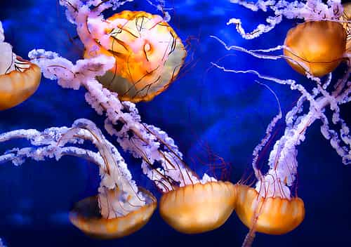 Somptueuses méduses noires géantes. ©  Fotophillius/Flickr, Licence Creative Common (by-nc-sa 2.0)