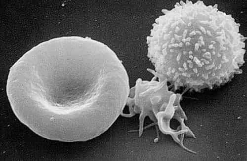 Montre-moi ton sang, je te dirai si tu es seul… De gauche à droite, un globule rouge (érythrocyte), une plaquette sanguine (thrombocyte) et un globule blanc (leucocyte) © The National Cancer Institute at Frederick