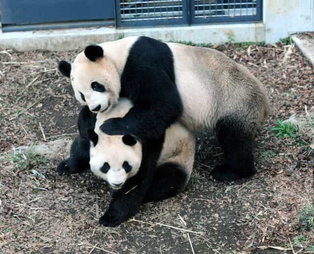 Ri Ri (au-dessus) et&nbsp;Shin Shin, les&nbsp;pandas géants du zoo d'Ueno à&nbsp;Tokyo. © AFP Photo / Ueno Zoological Park