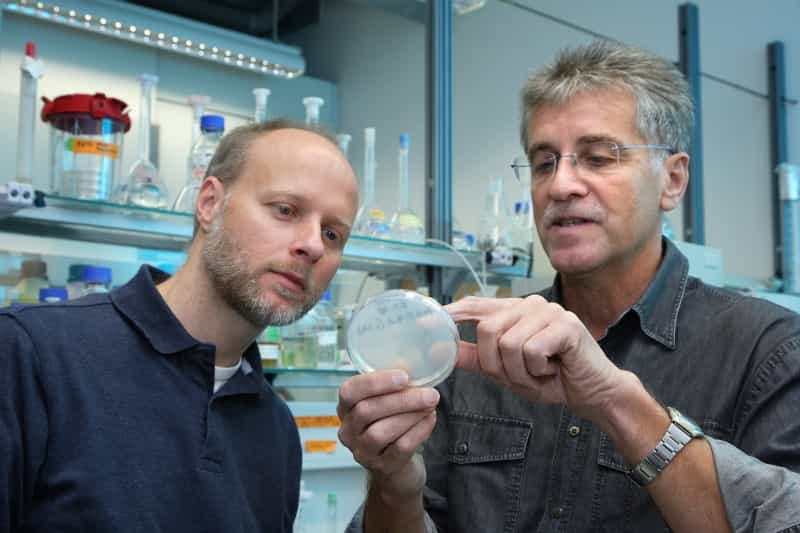 Thore Rohwerder (à gauche) et Roland Müller devant une boîte de Pétri, où des bactéries ont révélé une nouvelle manière de produire du plastique. © Klaus-D. Sonntag/fotoplusdesign