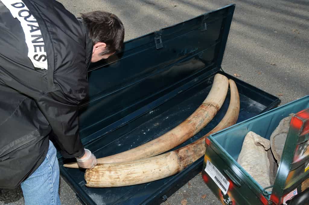 Les saisies d'ivoire en 2011 ont atteint un record depuis 1989. Cette photographie a été prise à Roissy en Mars 2010. © Marc Bonodot, douane française